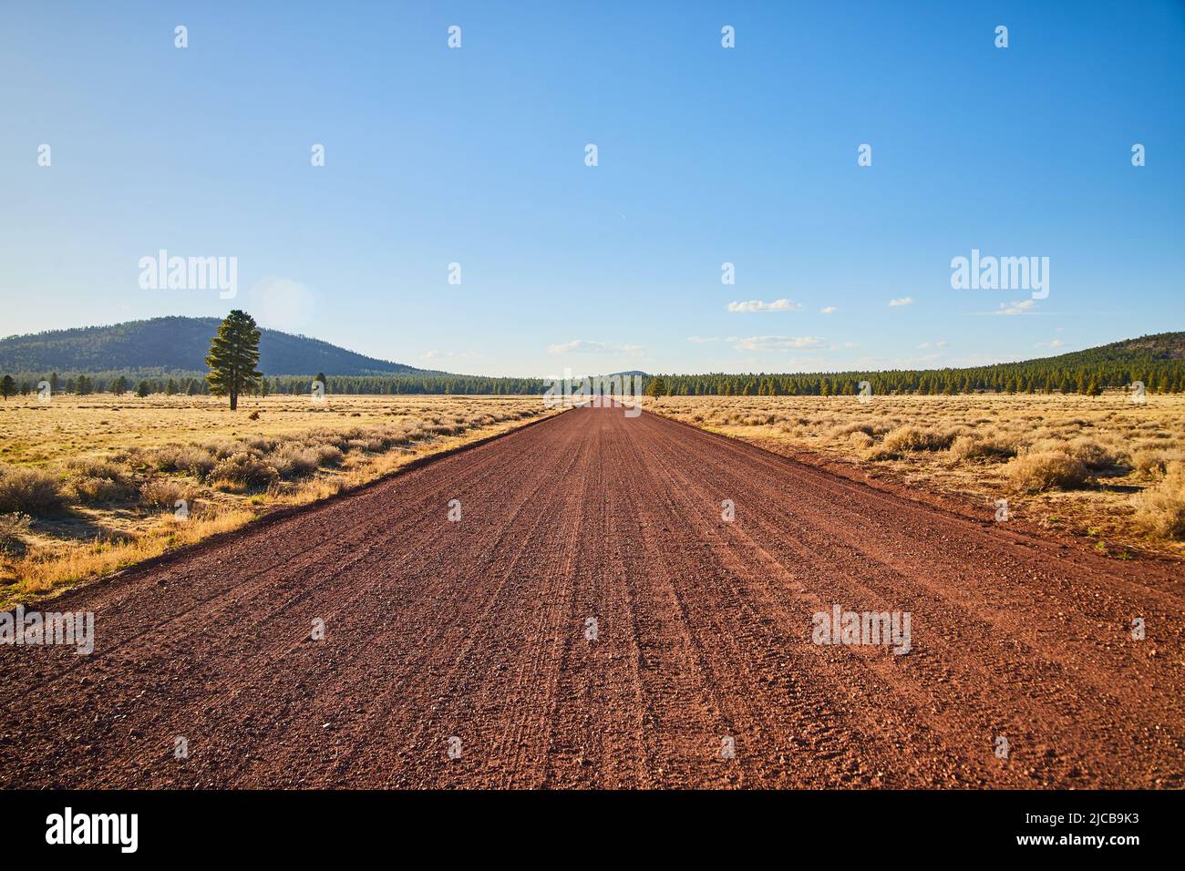 Route de terre rouge dans le paysage désertique menant directement à l'horizon Banque D'Images