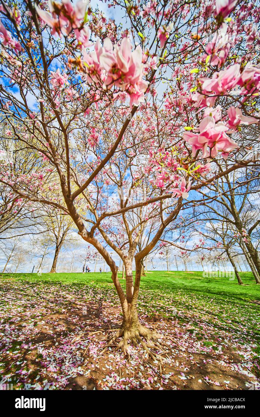 Arbre au printemps recouvert de grandes fleurs roses et blanches Banque D'Images