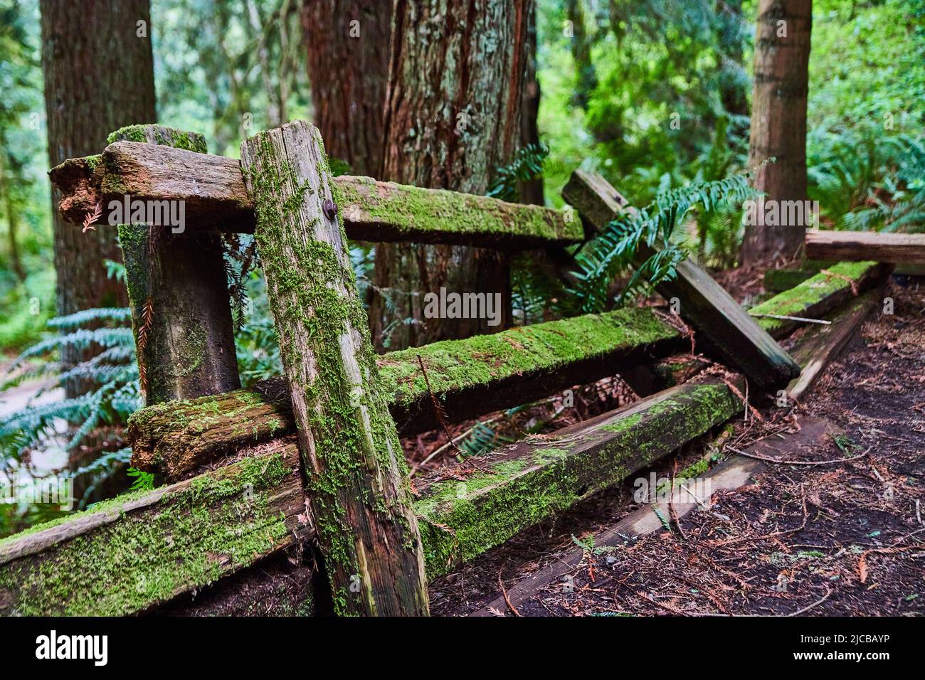 Clôture en bois de mousse tombant partie à côté de la forêt Banque D'Images