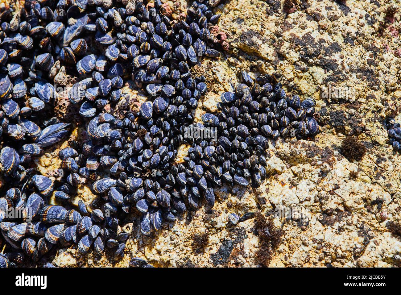 Roches couvertes de centaines de moules Banque D'Images
