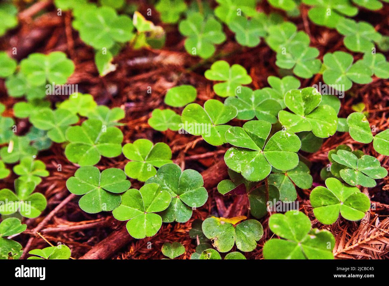 Clovers verts luxuriants et aiguilles de pin sur le sol de la forêt Banque D'Images