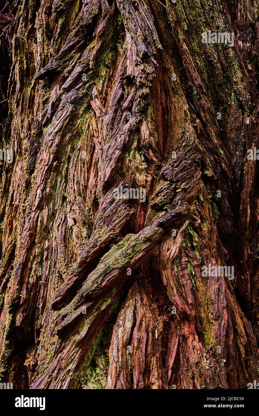 Actif de texture de l'ancien arbre de séquoia avec l'écorce épaisse Banque D'Images