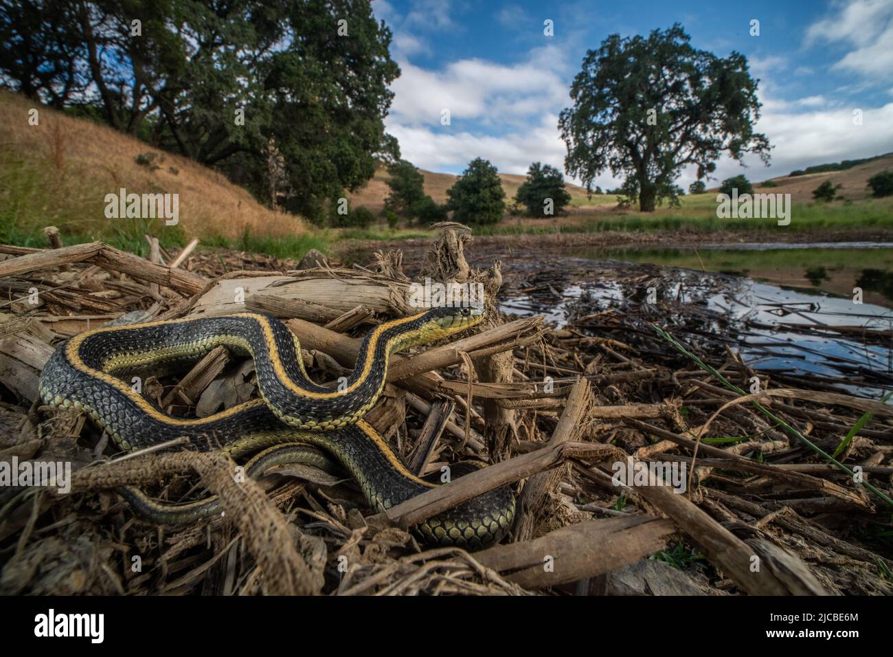 Diablo Range Gartersnake (Thamnophis atratus zaxanthus). Le serpent se trouve près d'un étang dans la région de la baie de San Francisco, en Californie, aux États-Unis. Banque D'Images