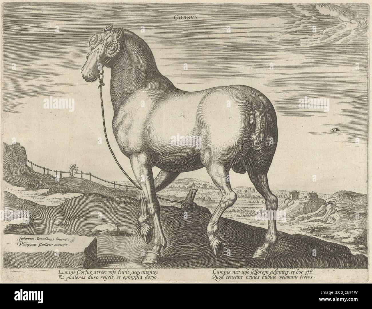 Un cheval Corse, vu en diagonale derrière l'imprimé a une légende latine et fait partie du quatrième volume d'une série de 39 parties sur les races de chevaux des écuries royales de Don Juan d'Autriche, Cheval de Corse le cheval des écuries royales de Don Juan d'Autriche Equile Ioannis Austriaci Caroli , imprimerie: Hendrick Goltzius, (éventuellement), imprimerie: Hans Collaert (I), (éventuellement), Jan van der Straet, (mentionné sur l'objet), imprimerie: Haarlem, imprimerie: Anvers, Florence, Éditeur: Anvers, c. 1578 - c. 1580, papier, gravure, l 265 mm × h 200 mm Banque D'Images