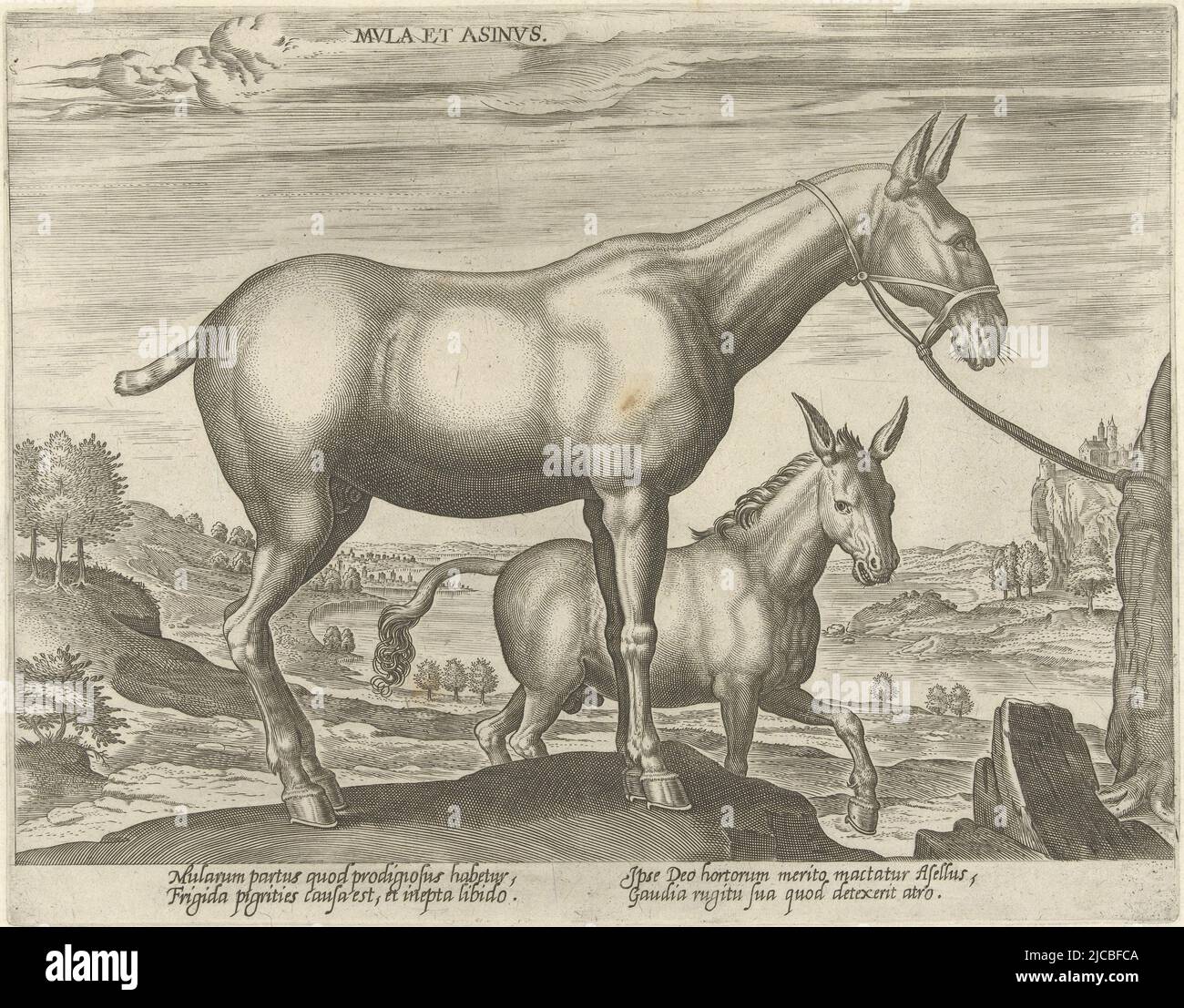 Au premier plan une mule en arrière-plan un âne l'imprimé a une légende  latine et fait partie de la troisième partie d'une série de 39 parties sur  les races de chevaux des