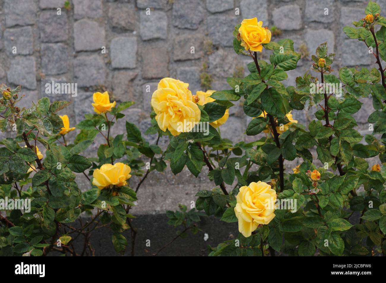 Kastrup/Copenhagen/Denmark/12 juin 2022/roses et rosiers de différentes couleurs dans le jardin local de Copenhague (photo..Francis Joseph Dean/Deanimages, Banque D'Images