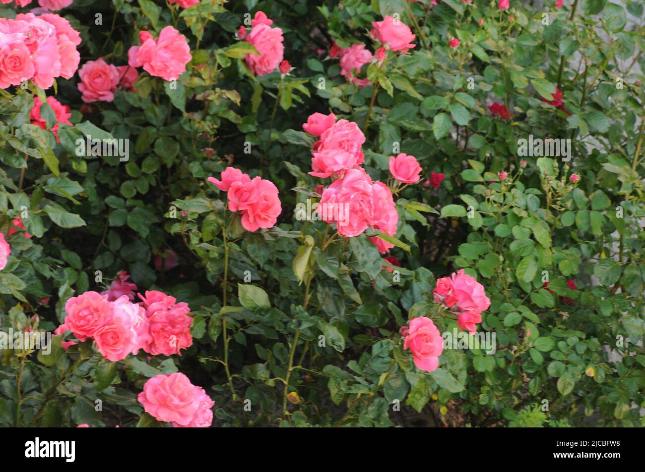 Kastrup/Copenhagen/Denmark/12 juin 2022/roses et rosiers de différentes couleurs dans le jardin local de Copenhague (photo..Francis Joseph Dean/Deanimages, Banque D'Images