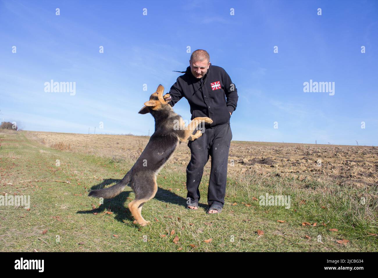 Morsure de chien berger allemand Banque de photographies et d’images à
