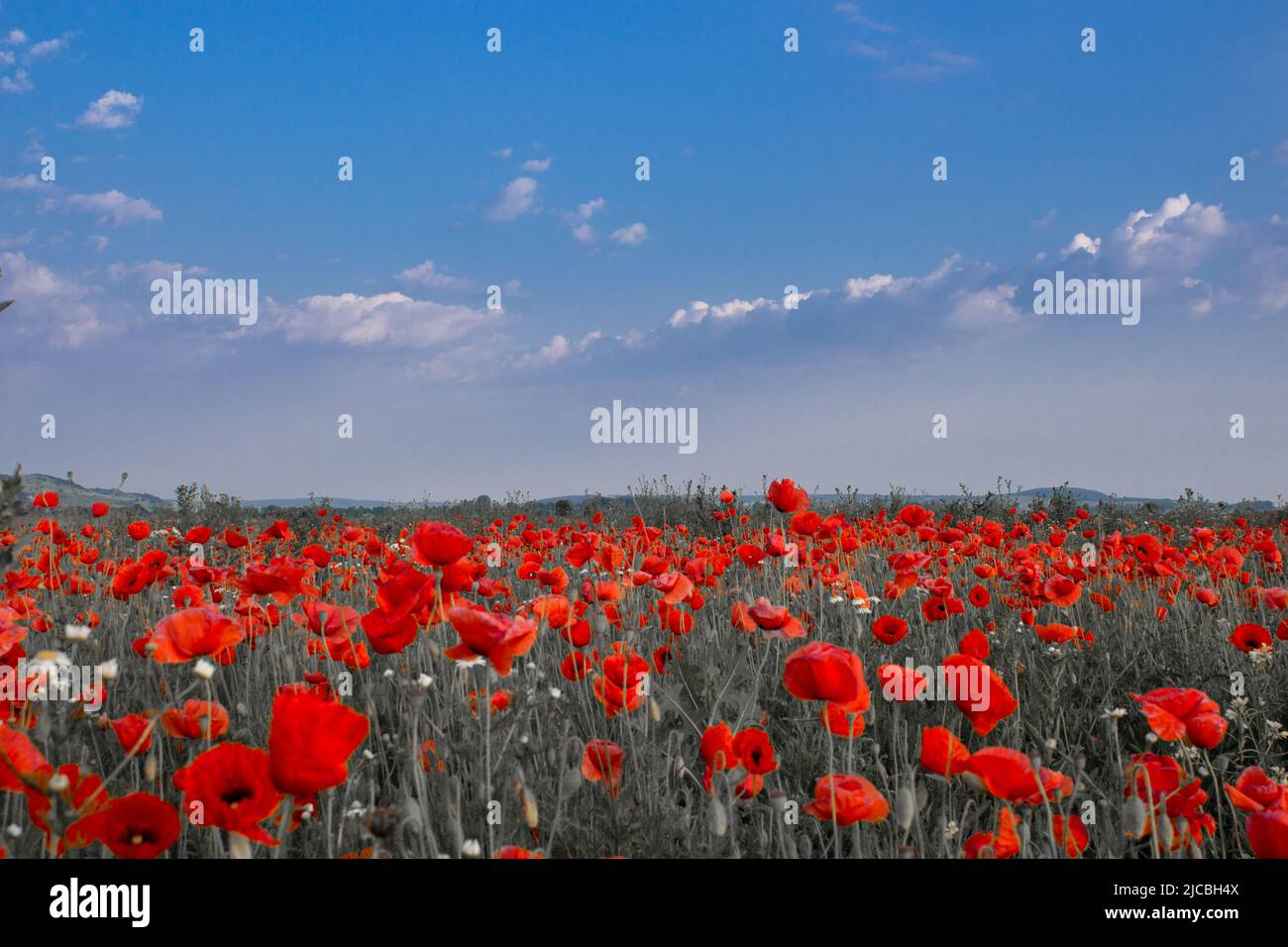 Fleurs de pavot rouge pour le dimanche du jour du souvenir Banque D'Images