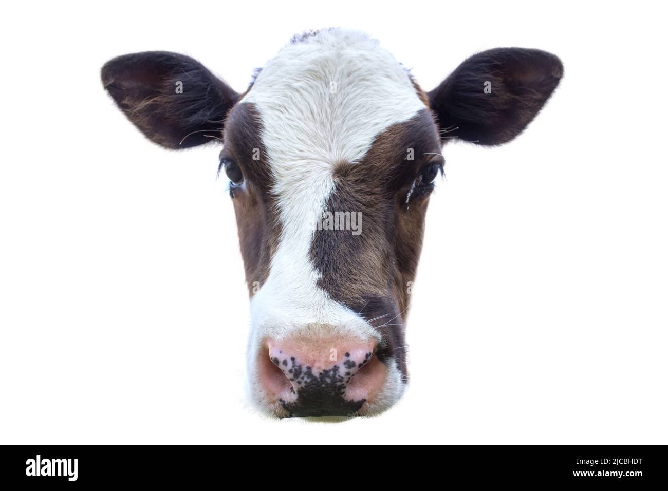 Portrait de jeune vache isolé sur fond blanc Banque D'Images