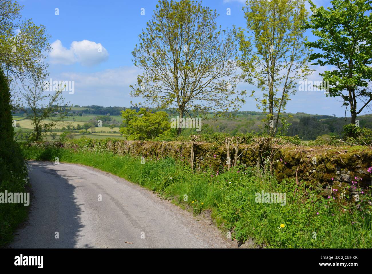 Route rurale en paysage d'été, Somerset, Angleterre Banque D'Images