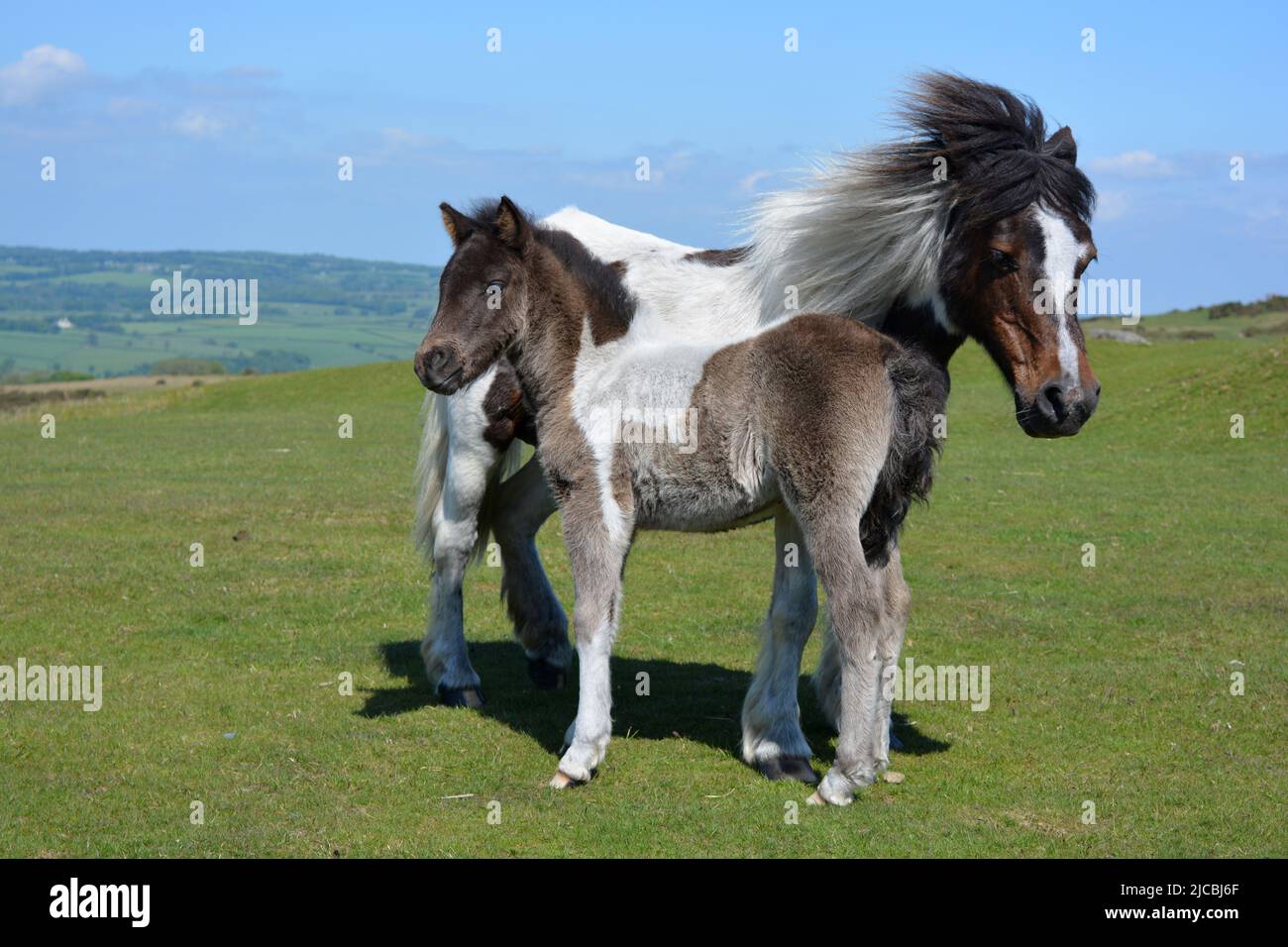 Dartmoor Pony et Foal sur Whitchurch Common dans le parc national de Dartmoor, Devon, Angleterre Banque D'Images