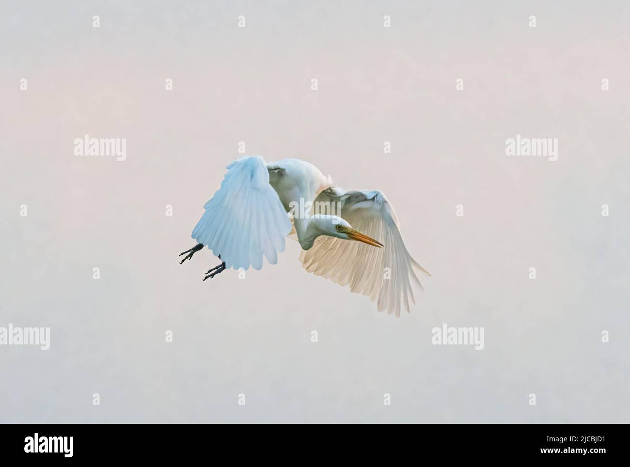 Egret intermédiaire (Ardea intermedia) en vol au lever du soleil, barrage Fogg, territoire du Nord, territoire du Nord, Australie Banque D'Images