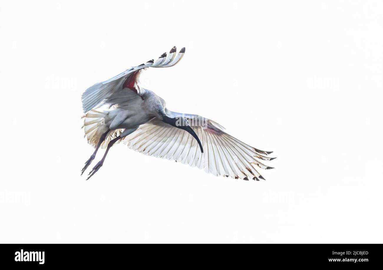 Image clé d'un Ibis blanc australien (Threskiornis molucca) en vol, barrage Fogg, territoire du Nord, territoire du Nord, Australie Banque D'Images