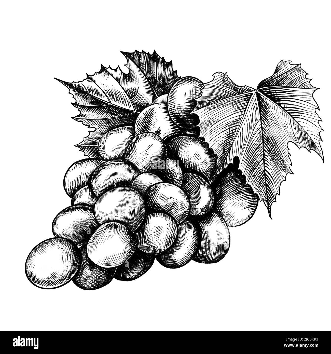 Bouquet mûr de raisins en technique de gravure gros plan. Baies juteuses illustration de baies juteuses dessinées à la main. Banque D'Images
