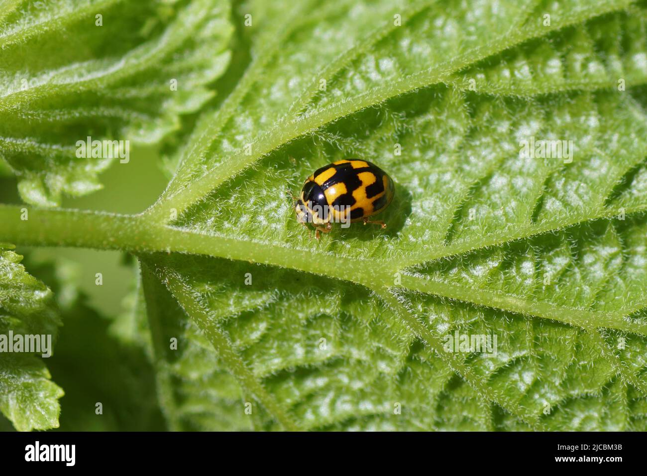 Coccinelle à quatorze points, coccinelle à quatorze points (Propylea quatuordecimpunctata) sur le dessous d'une feuille. Famille des coccinellidae, coccinellidae Banque D'Images