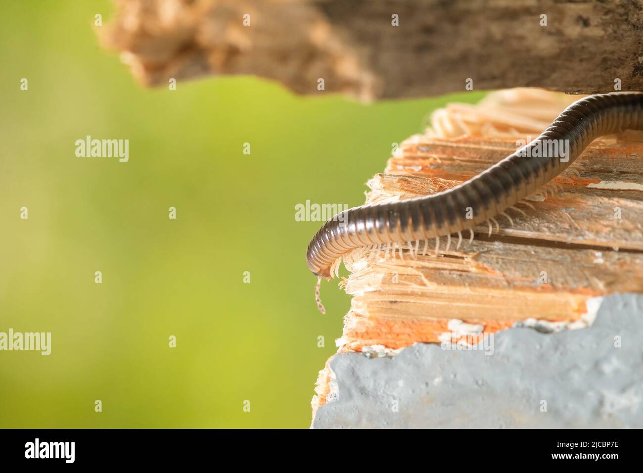 Earhworm sur un hache de bois en essayant du faire descendre. Photographie macro. Banque D'Images