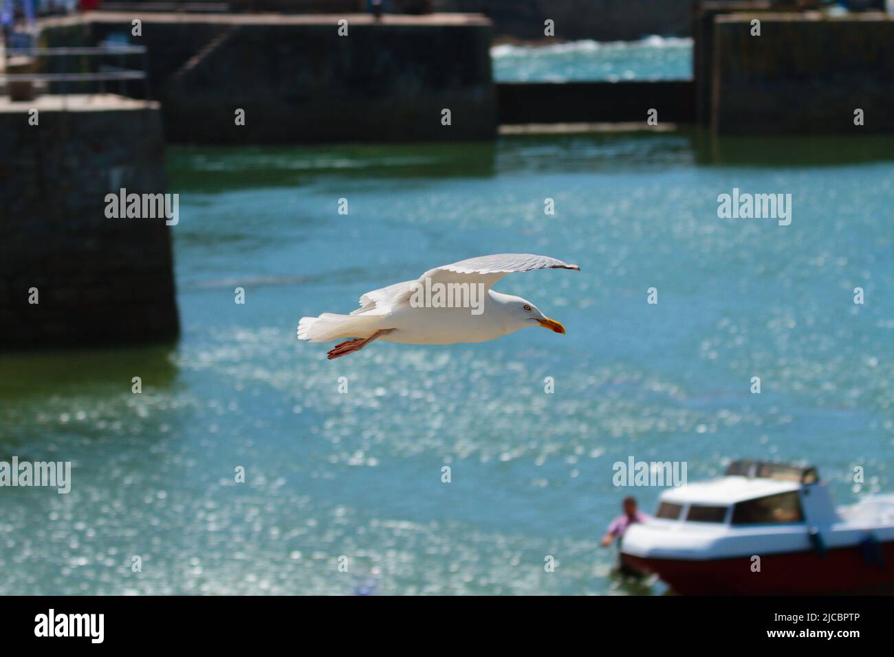 Goéland argenté adulte en vol dans le port intérieur de Porthleven, en Cornouailles avec un bateau rouge/blanc en arrière-plan Banque D'Images
