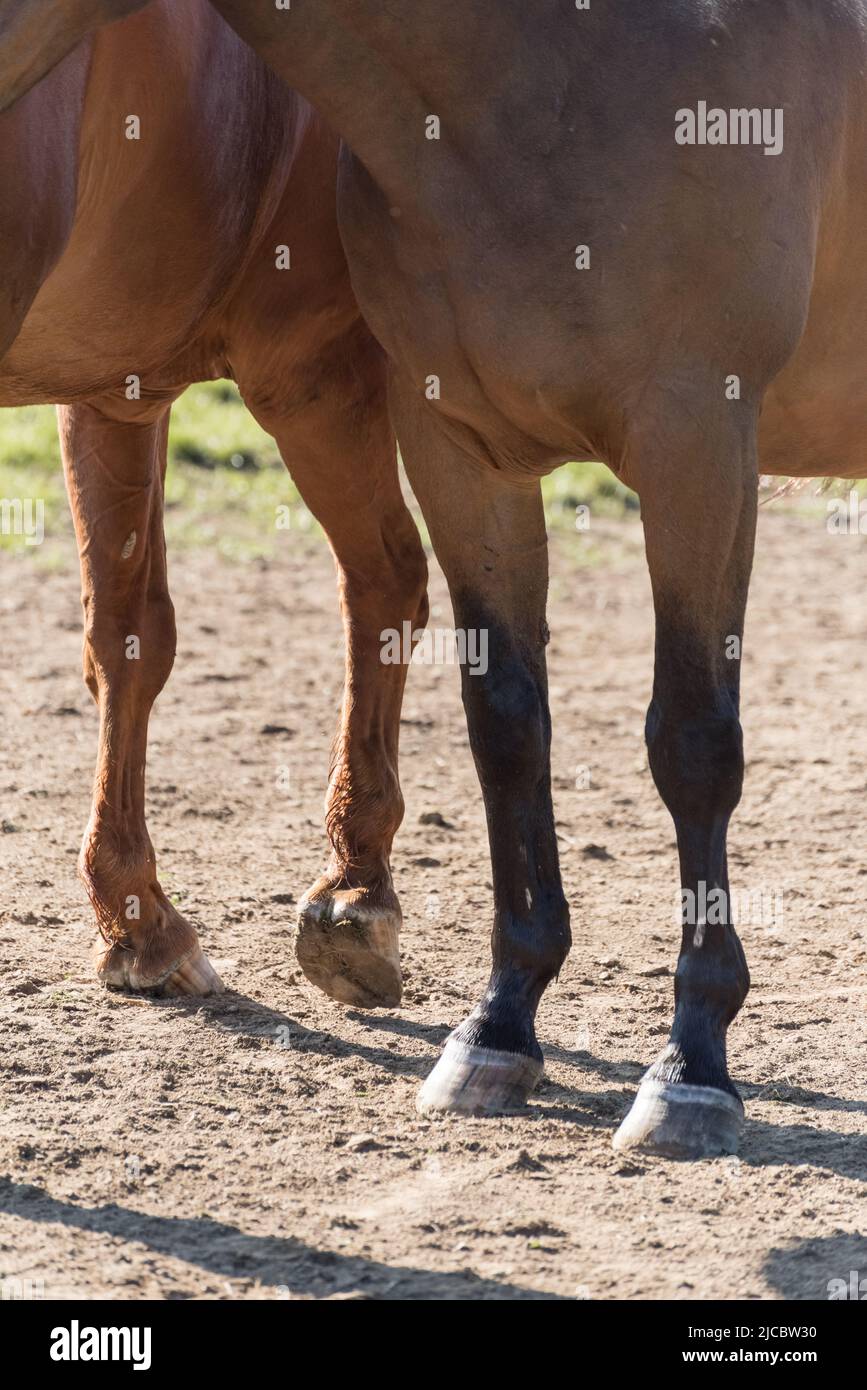 Pattes avant et sabots d'un cheval de sang chaud domestique brun (Equus ferus cabalus) sur un pâturage dans la campagne en Allemagne, en Europe Banque D'Images
