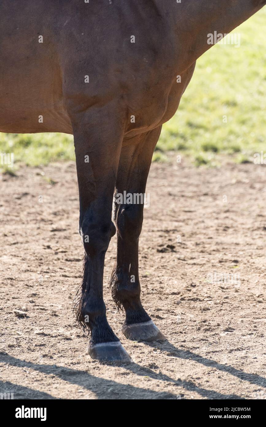 Pattes avant et sabots d'un cheval de sang chaud domestique brun (Equus ferus cabalus) sur un pâturage dans la campagne en Allemagne, en Europe Banque D'Images