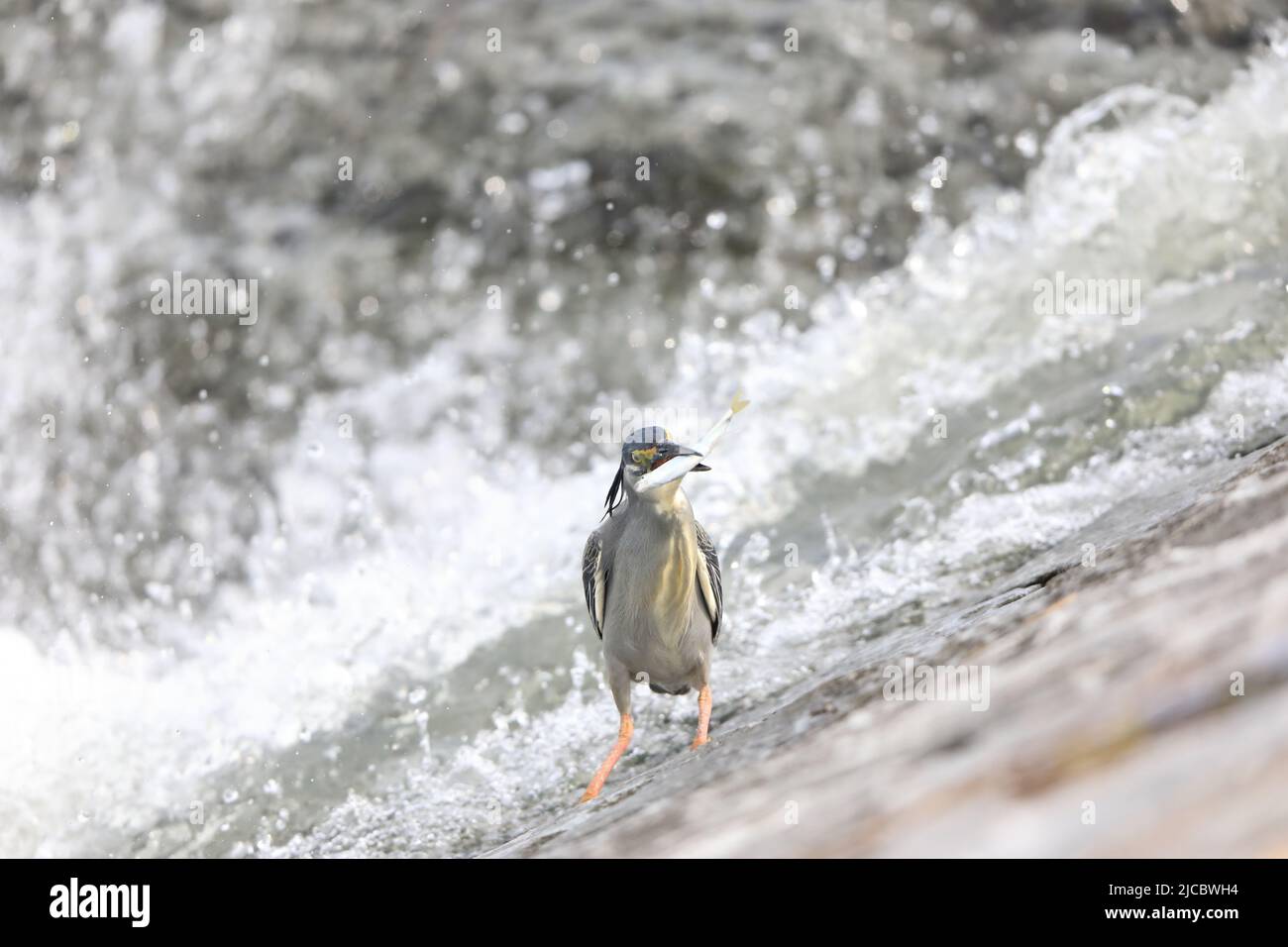 Héron strié ou petit héron vert (Butorides striatus) au Japon Banque D'Images
