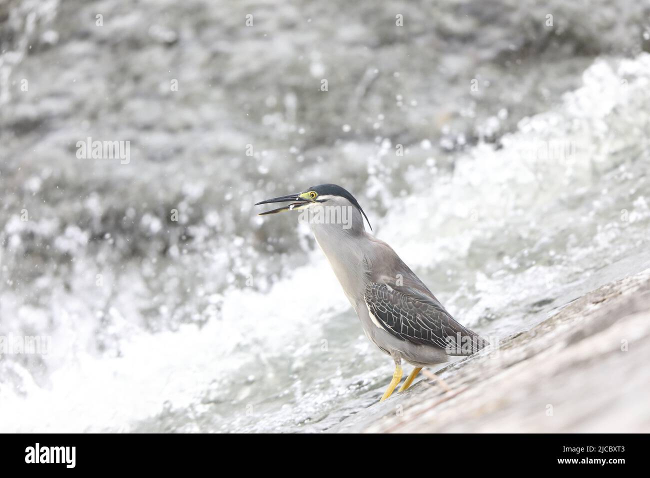 Héron strié ou petit héron vert (Butorides striatus) au Japon Banque D'Images