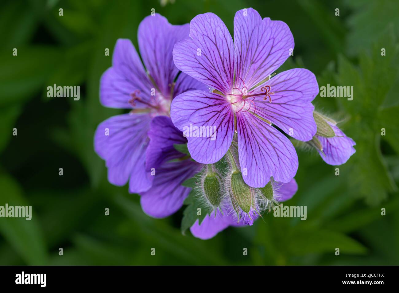 Jardin Geranium fleur en fleur dans un jardin de Norfolk, Royaume-Uni Banque D'Images