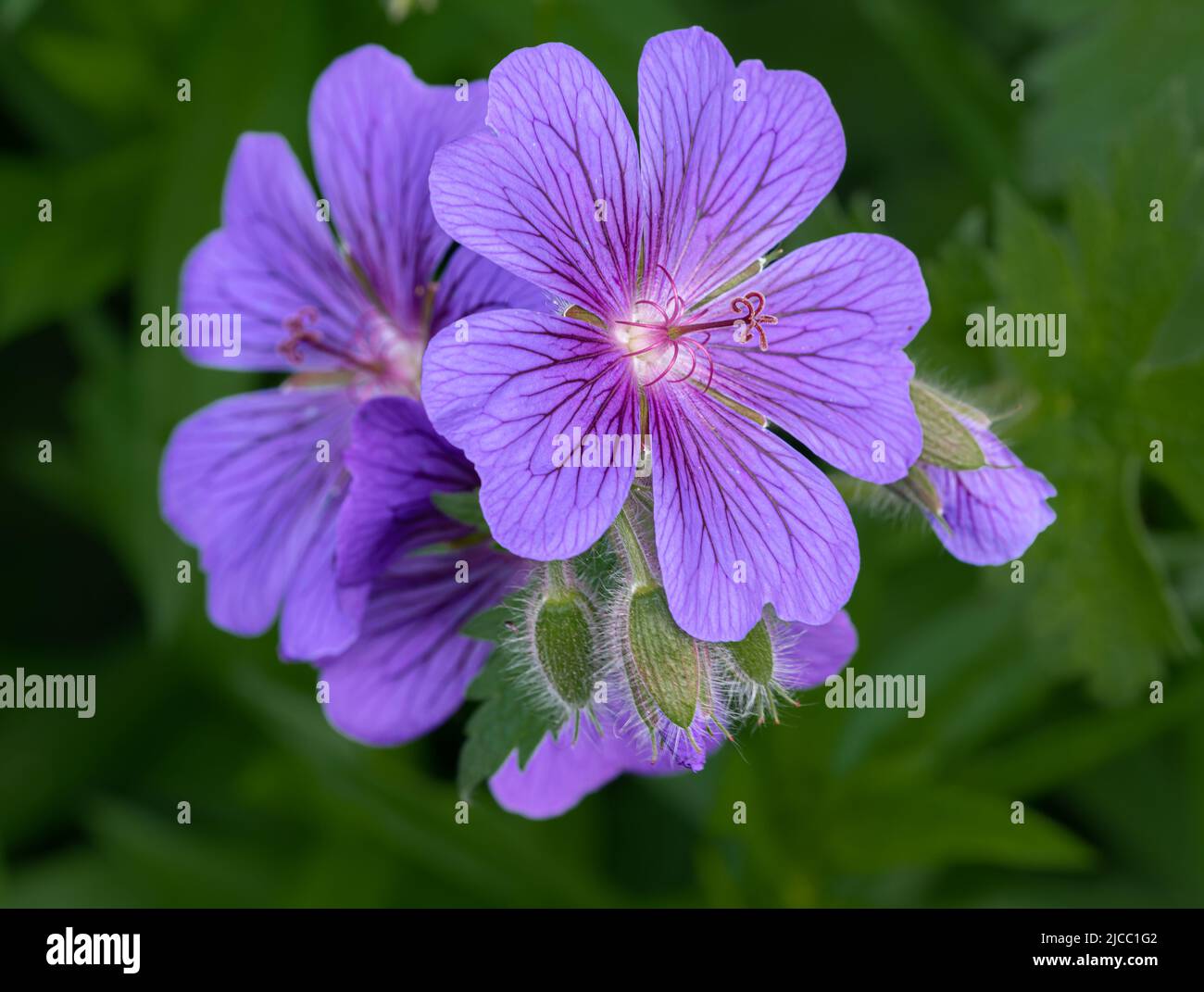 Jardin Geranium fleur en fleur dans un jardin de Norfolk, Royaume-Uni Banque D'Images