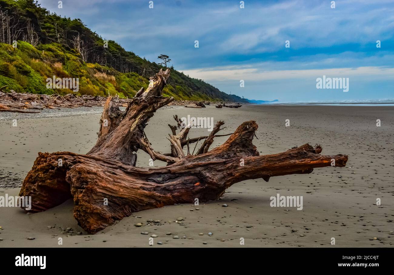 Troncs d'arbres tombés à marée basse sur l'océan Pacifique à Olympic, National Park, Washington, Etats-Unis Banque D'Images