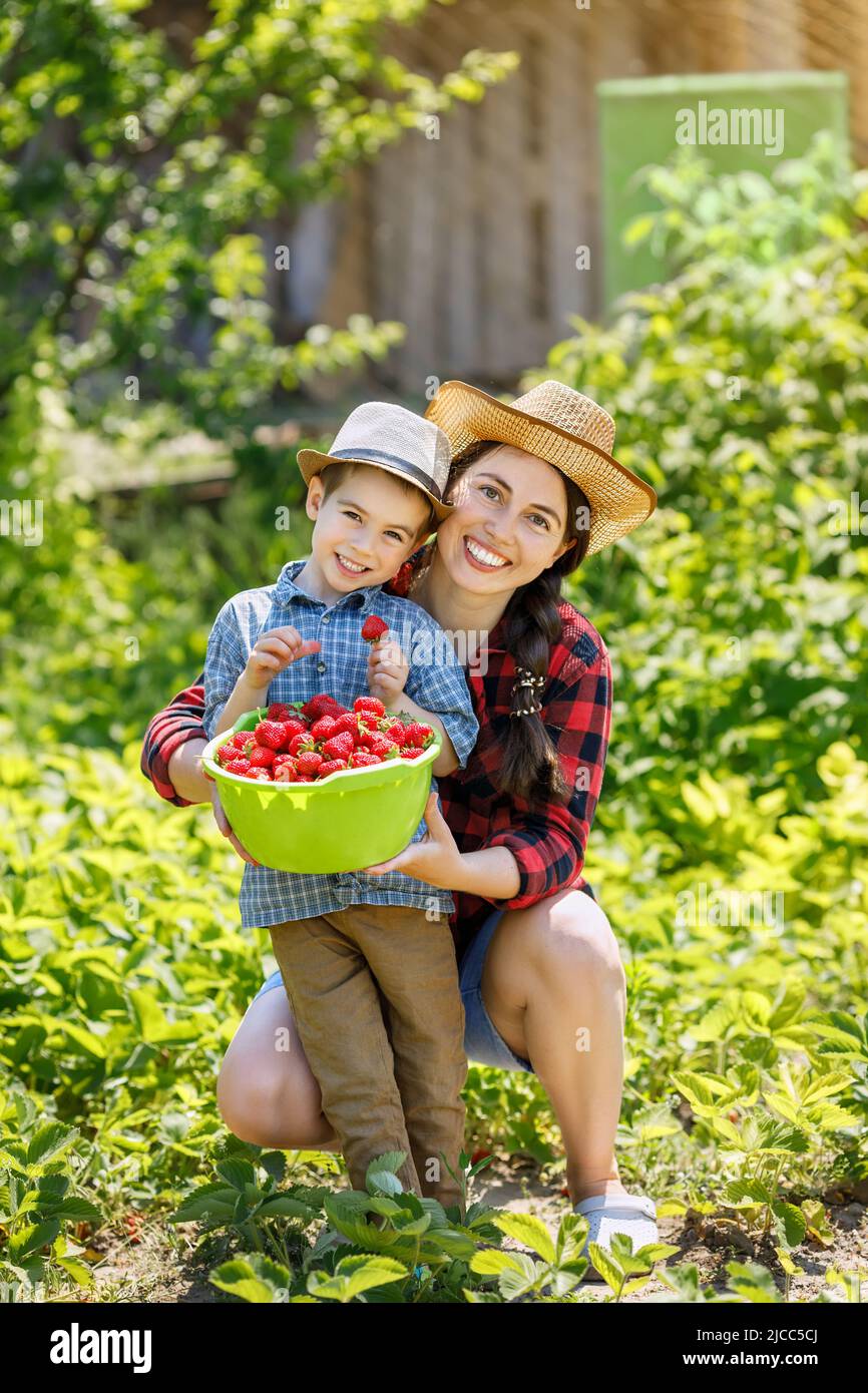 jeune femme agriculteur avec enfant garçon récolte de la fraise dans la plantation Banque D'Images