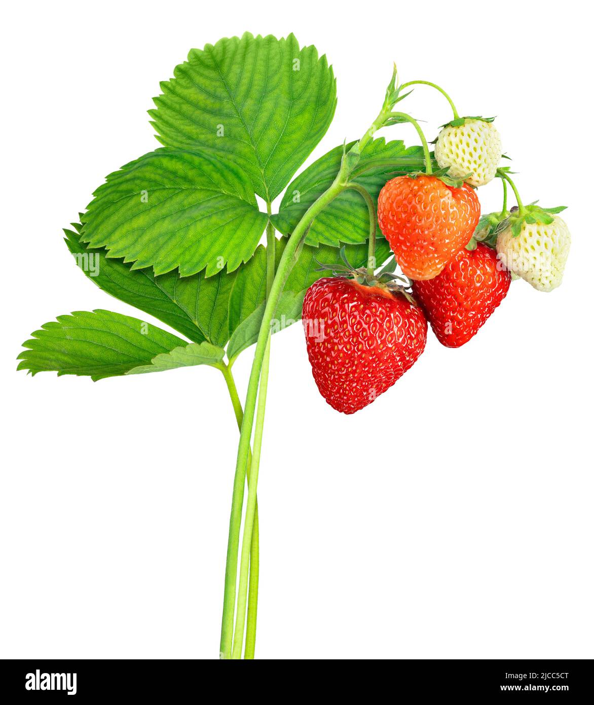 plante de fraise avec feuilles, baies mûres et non mûres isolées sur blanc Banque D'Images