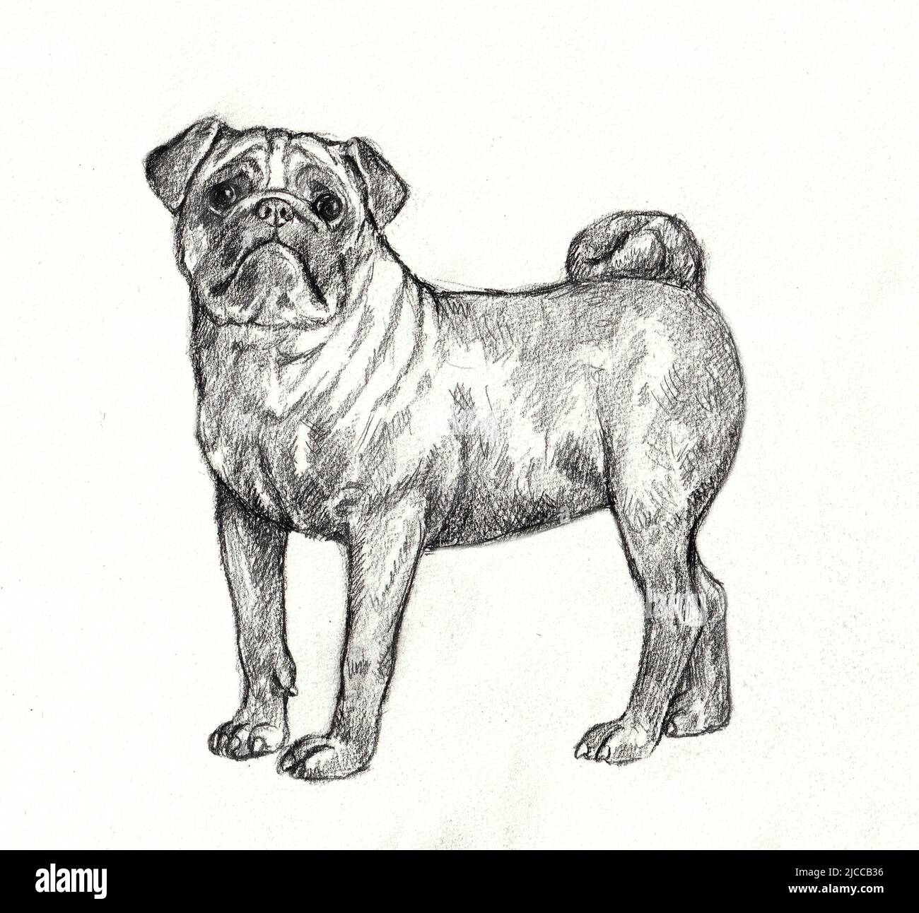 Dessin au crayon PUG. Illustration isolée avec un chien chinois. Banque D'Images