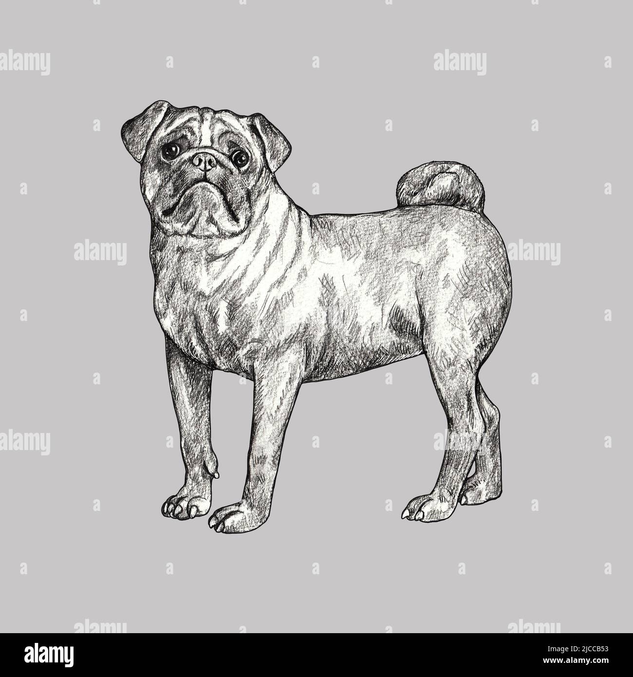 Dessin au crayon PUG. Illustration isolée avec un chien chinois. Banque D'Images