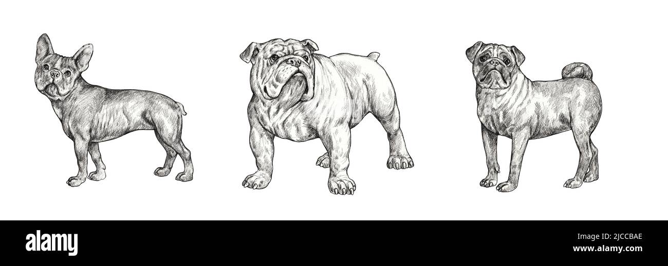 Chien de taureau français, chien de taureau anglais et dessin de pug. Illustration à la main avec un crayon isolé avec des chiens. Banque D'Images