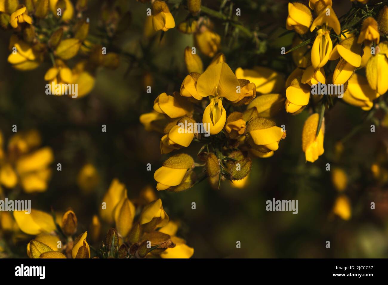 Gorse commune (Ulex europaeus) fleurs jaunes Banque D'Images