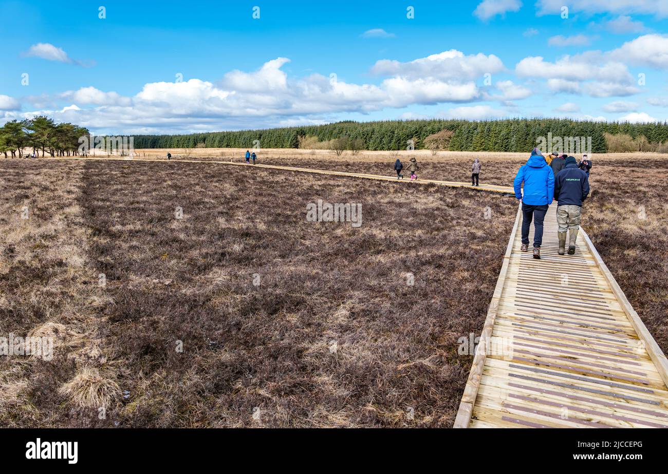 Personnes marchant sur une promenade en bois à travers la réserve naturelle nationale de Blawhorn Moss, West Lothian, Écosse, Royaume-Uni Banque D'Images