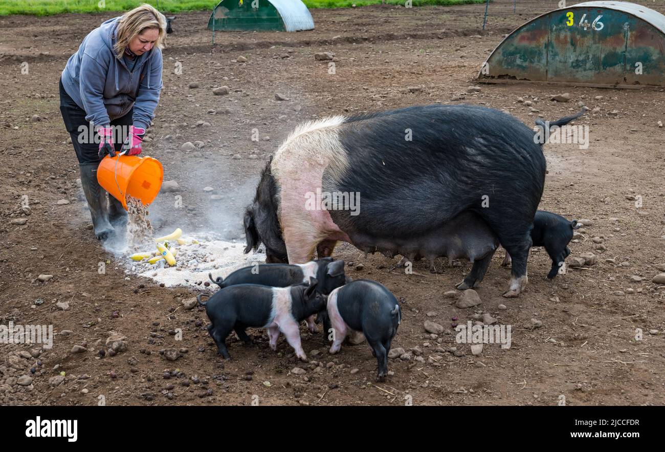 Une travailleuse agricole nourrissant un pedigree Saddleback truw and piglets, East Fortune Farm, East Lothian, Écosse, Royaume-Uni Banque D'Images