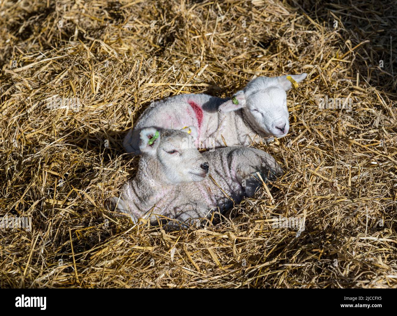 Agneaux de Lleyn, nouveau-né et mignon, dormant dans un hangar à agneaux, East Fortune Farm, East Lothian, Écosse, Royaume-Uni Banque D'Images