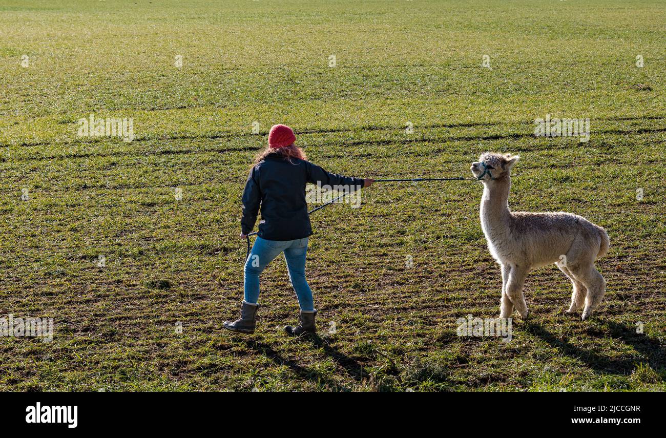Femme tirant sur le plomb menant une alpaga à travers un champ, East Lothian, Écosse, Royaume-Uni Banque D'Images