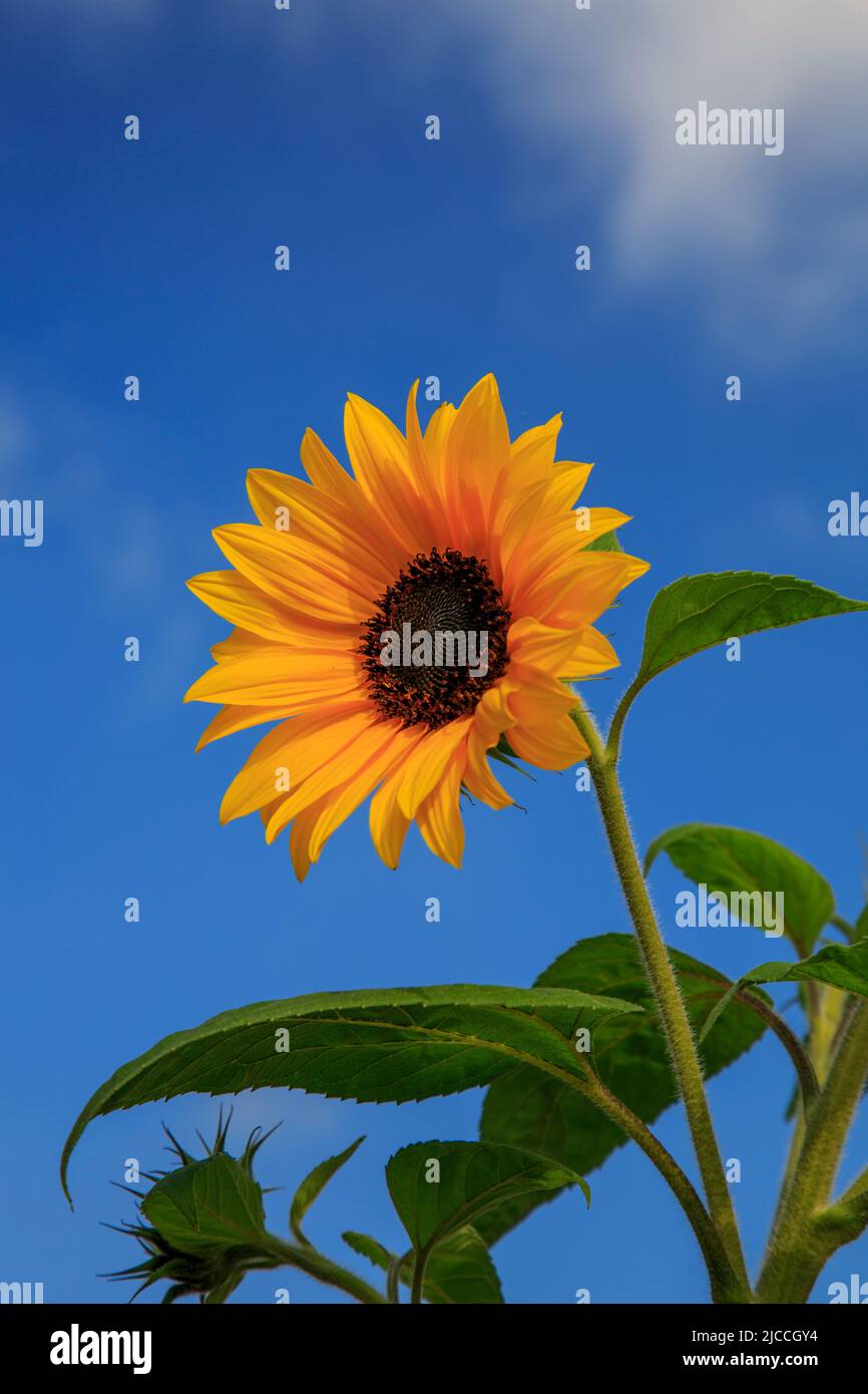 Tournesol coloré (Helianthus spp.) dans le jardin Hauser & Wirth, Bruton, Somerset, Angleterre, Royaume-Uni Banque D'Images