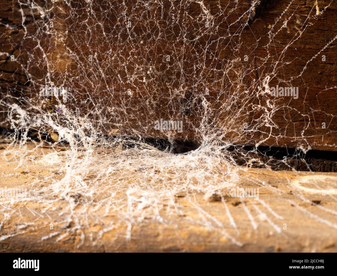 Araignée de trappe dans un vieux meuble dans une maison abandonnée. Banque D'Images