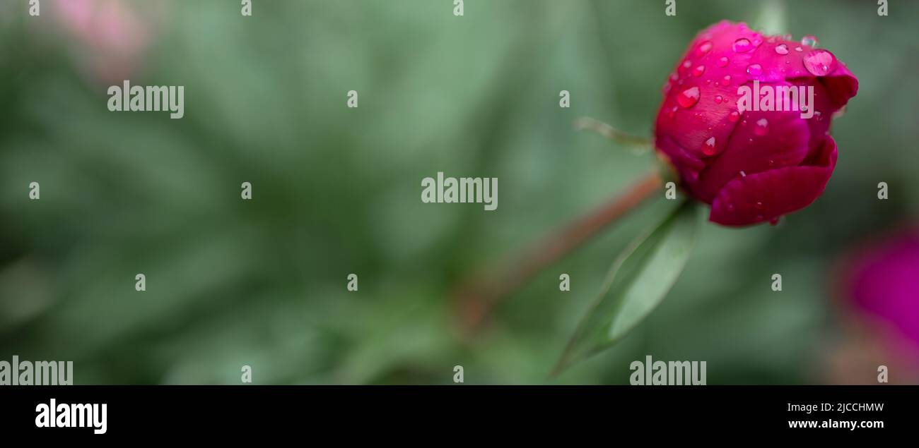 Gouttes d'eau sur un bouton de rose cramoisi. Arrière-plan flou. Macro. Jardin, floriculture de jardin Banque D'Images