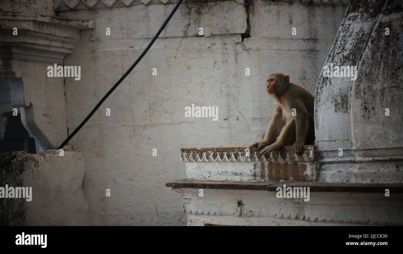 Singes sauvages en inde dans les forêts et les villes Banque D'Images