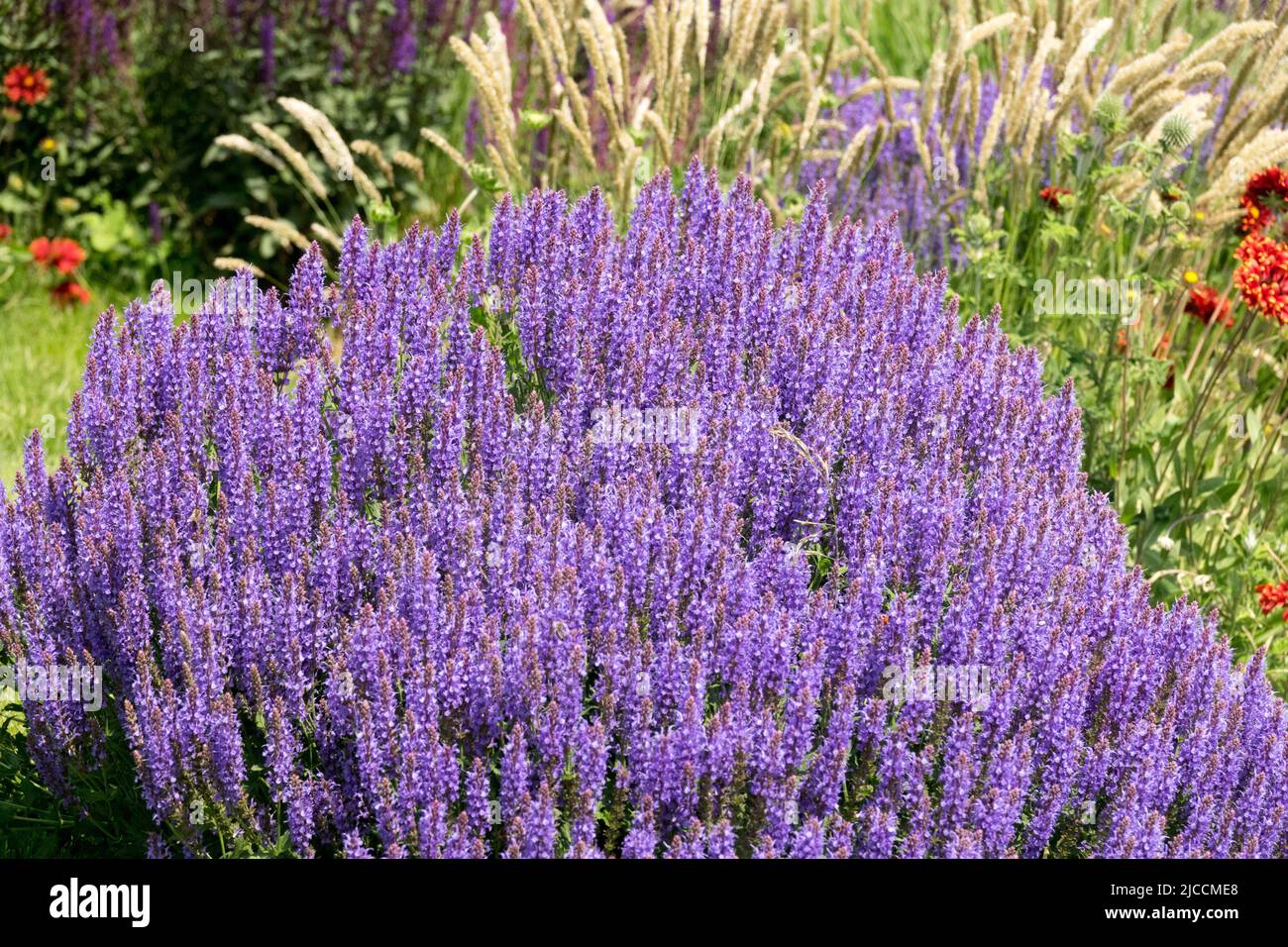 Salvia nemorosa 'Blue Hill', Salvia 'Blue Hill', Bleu, Salvias, jardin, Ornemental, graminées, prairie, fleurs Banque D'Images