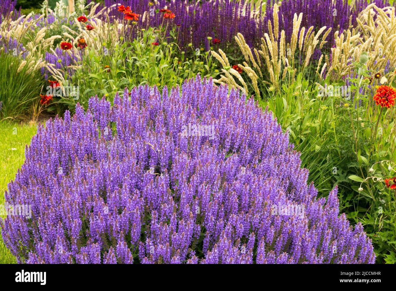 Salvia nemorosa 'Blue Hill' dans le jardin Banque D'Images