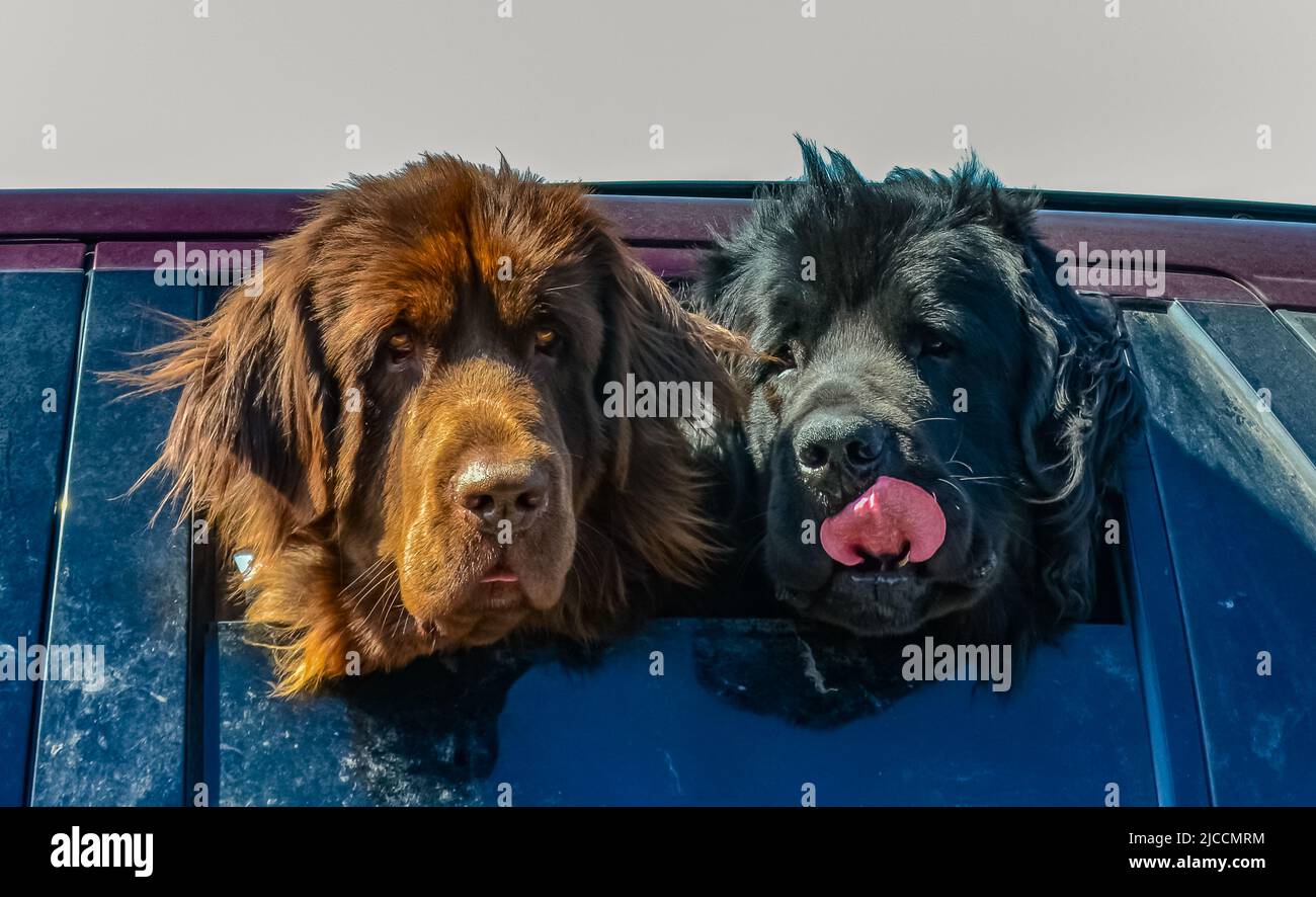 Deux têtes de chien Banque de photographies et d’images à haute résolution Alamy