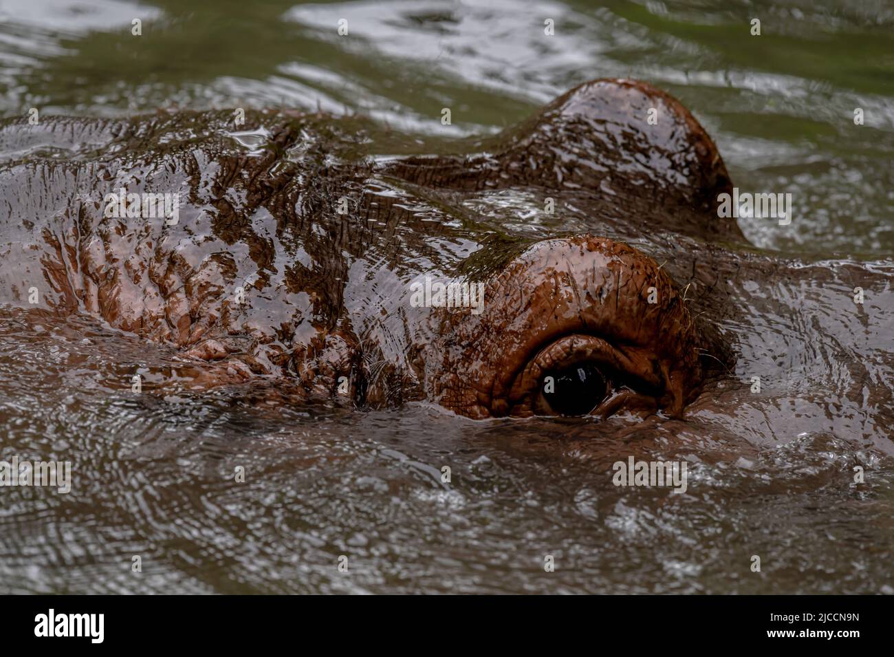 Hippopotame dans l'eau. Portrait de l'hippopotame amphibie. Hippo. Hippopotame commun. Rivière hippopotame. La beauté dans la nature. Banque D'Images