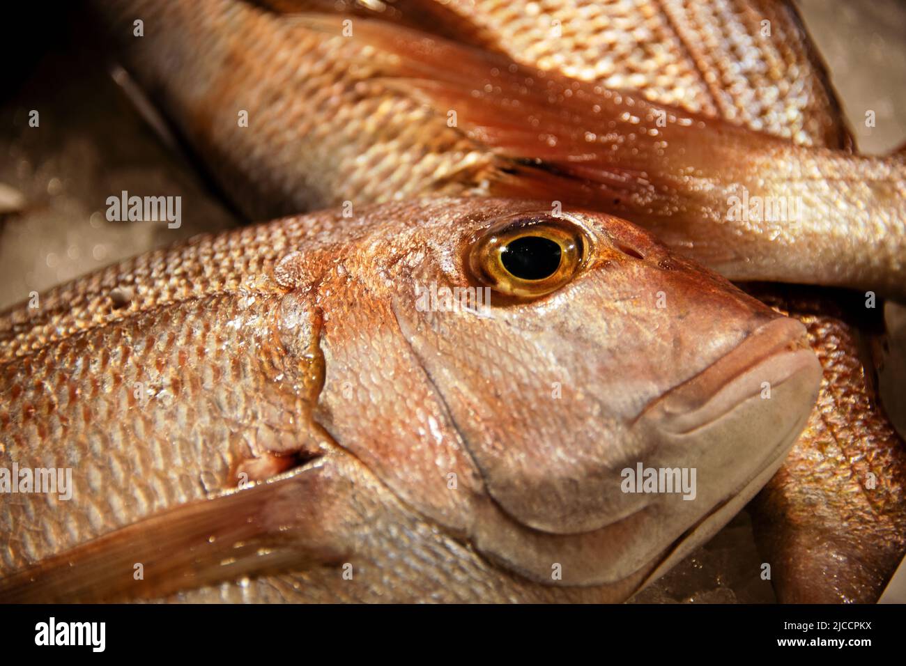 Vue détaillée de la nourriture de mer dans le marché central du poisson Banque D'Images