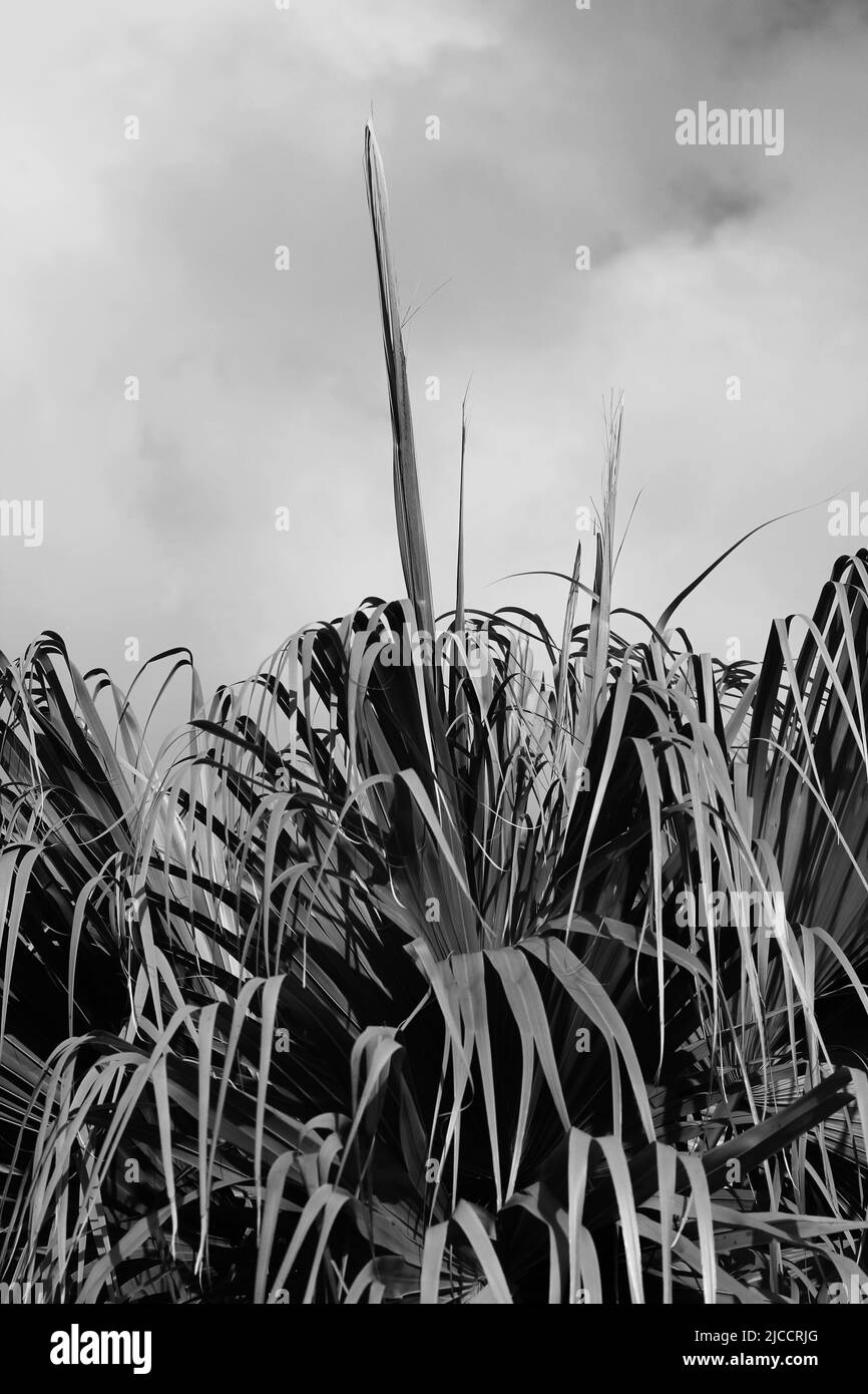 Un palmier tropical luxuriant montrant le doigt du milieu avec une seule face qui dépasse. En noir et blanc. Banque D'Images