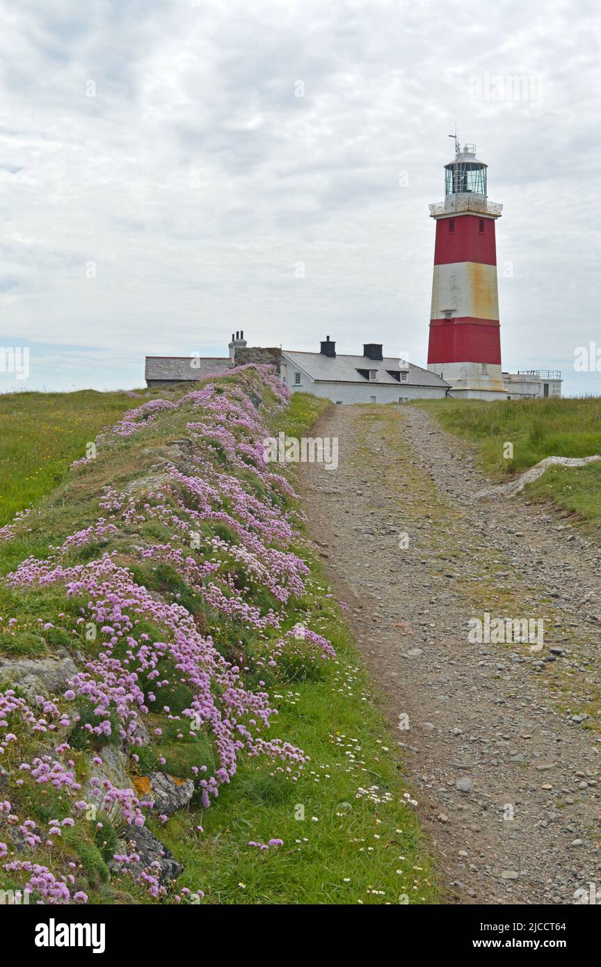 Phare de l'île Bardsey et floraison thrift Banque D'Images